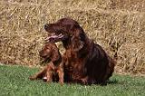 SETTER IRLANDAIS 135